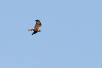 30432 Circus aeruginosus (Falco di palude, femmina)
